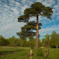 Pixwords Het beeld met boom, tuin, gebied, natuur, omheining, weg, groen Konstantin Gushcha - Dreamstime