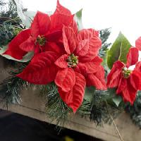 poinsettia, bloem, rood, tuin, planten, kerst Jose Gil - Dreamstime