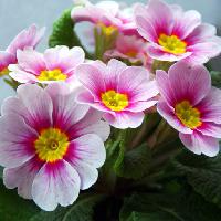Pixwords Het beeld met blomster, blomst, pink, hvid, natur Taina Sohlman (Taina10)