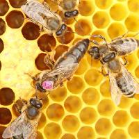 bier, hive, dyr, insekter, insekt, dyr, honning Rtbilder