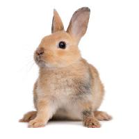 Pixwords Het beeld met konijntje, konijn, oren, dier Isselee - Dreamstime