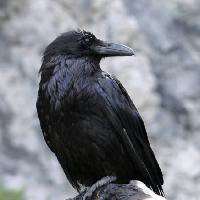vogel, zwart, piek Matthew Ragen - Dreamstime