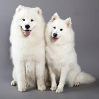 Pixwords Het beeld met hond, dier, wit Lilun - Dreamstime