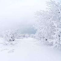 Pixwords Het beeld met de winter, wit, boom Kutt Niinepuu - Dreamstime