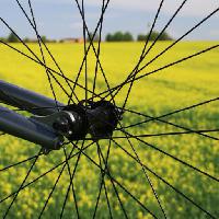 hjul, jord, græs, felt, cykel, gul Leonidtit