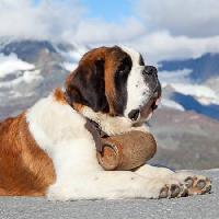 Pixwords Het beeld met hond, vat, berg Swisshippo - Dreamstime