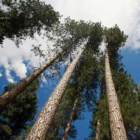 Pixwords Het beeld met boom, bomen, hemel, hout, wolken Juan Camilo Bernal - Dreamstime