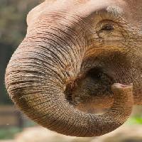 Pixwords Het beeld met troef, neus, romp, olifant Imphilip - Dreamstime