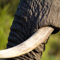 Pixwords Het beeld met elefant, trunk, dyr Villiers Steyn (Villiers)