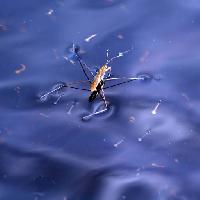 bug, insekt, vand, flyde, blå Sergey Yakovlev (Basel101658)