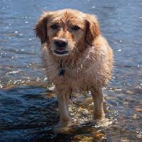 Pixwords Het beeld met hond, water, dierlijke Emilyskeels22 - Dreamstime