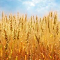 Pixwords Het beeld met veld, maïs, brood, geel Elena Schweitzer - Dreamstime