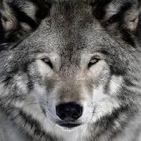 Pixwords Het beeld met wolf, dier, wild, hond Alain - Dreamstime